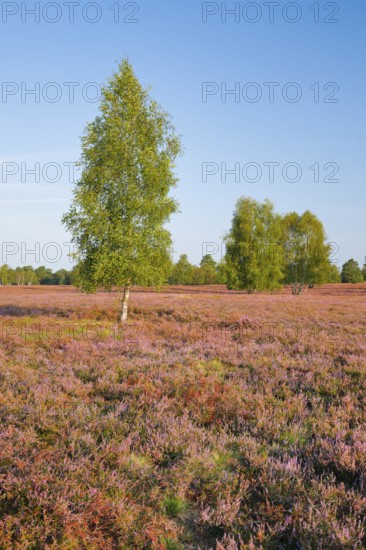 Birch trees in the blooming LÃ¼neburg Heath, Osterheide near Schneverdingen, Lower Saxony, Germany