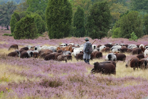 Heidschnucke moorland sheep feeding in the middle of the blooming LÃ¼neburg Heath, Lower Saxony, Germany