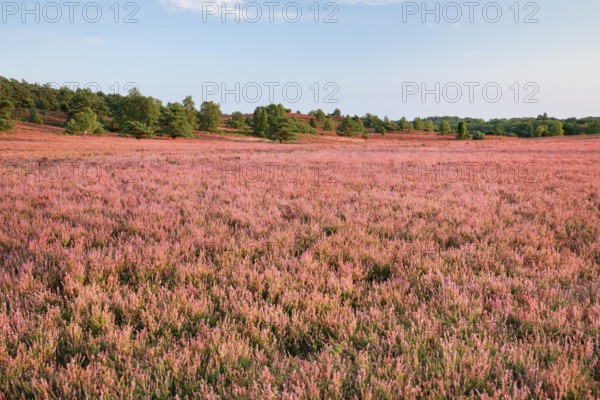 Trees and blooming heath at the foot of the Wilseder Berg, . LÃ¼neburg Heath nature park Park, Lower Saxony, Germany