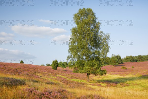 Large birch tree in the blooming LÃ¼neburg Heath on Wilseder Berg, Lower Saxony, Germany