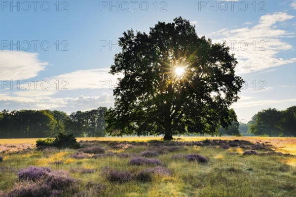 Sun shining through the branches of a large oak tree in the blooming LÃ¼neburg Heath, Lower Saxony, Germany