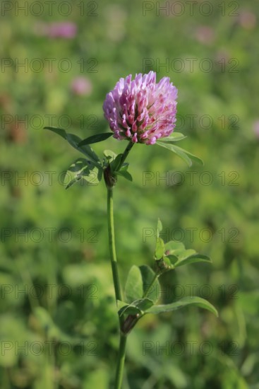 Flowering meadow clover