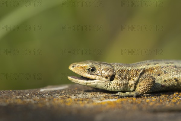 Common lizard (Zootoca vivipara) adult reptile with its mouth open on a wooden sleeper, England, United Kingdom