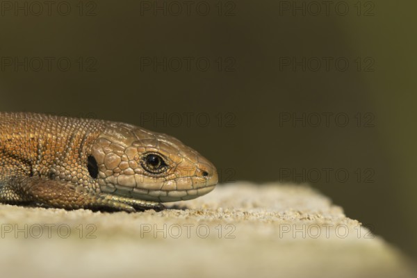 Common lizard (Zootoca vivipara) adult reptile resting on a wooden sleeper, England, United Kingdom