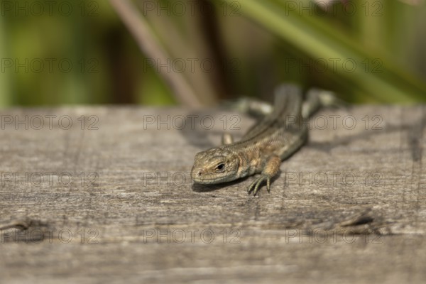 Common lizard (Zootoca vivipara) adult reptile on a wooden sleeper, England, United Kingdom