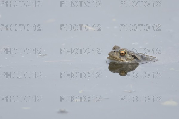 Common toad (Bufo bufo) adult amphibian in a pond, England, United Kingdom