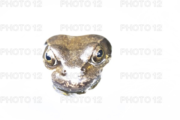 Common frog (Rana temporaria) adult amphibian on the surface of a garden pond, England, United Kingdom