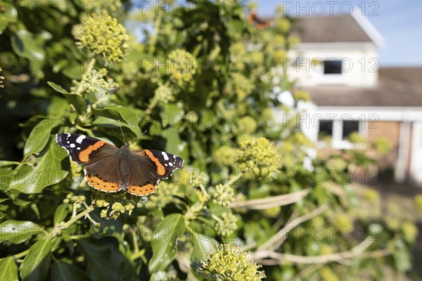 Red admiral butterfly (Vanessa atalanta) adult insect feeding on Ivy (Hedera helix) flowers in summer in an urban garden with a house in the background, England, United Kingdom