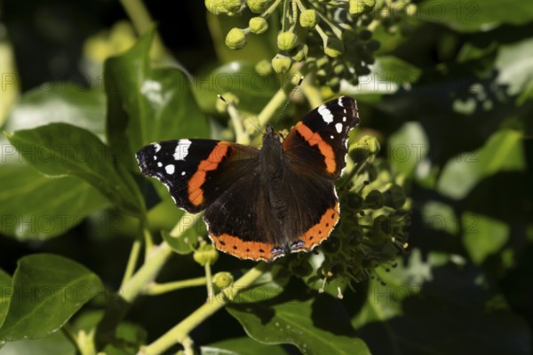 Red admiral butterfly (Vanessa atalanta) adult insect feeding on Ivy (Hedera helix) flowers in summer, England, United Kingdom