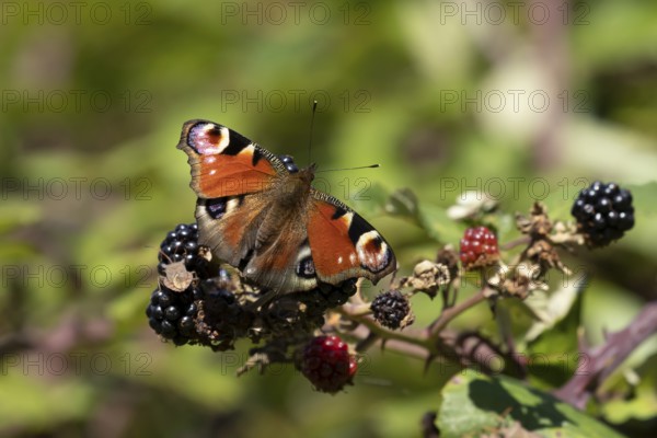 Peacock butterfly (Aglais io) adult insect feeding on blackberries fruit in summer, England, United Kingdom