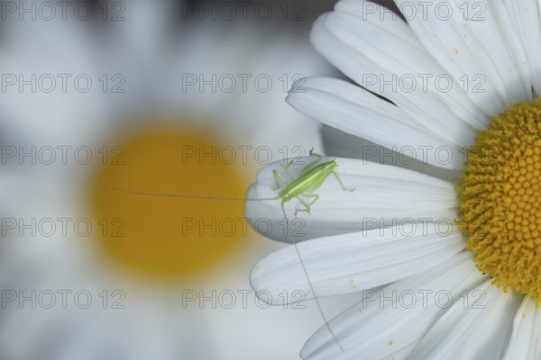 Oak bush cricket (Meconema thalassinum) juvenile baby insect on an Oxeye daisy flower, England, United Kingdom