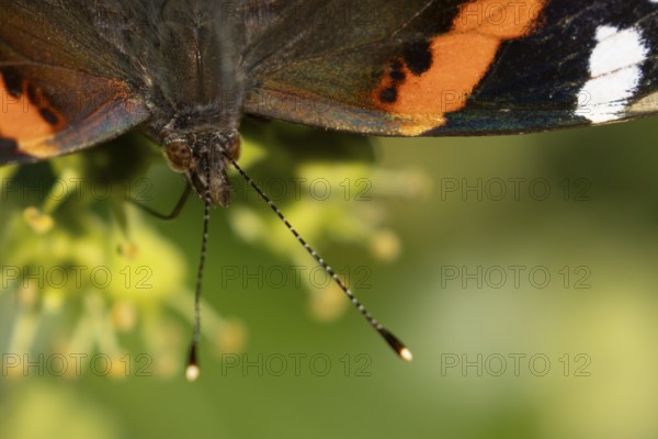 Red admiral butterfly (Vanessa atalanta) adult insect head portrait in summer, England, United Kingdom