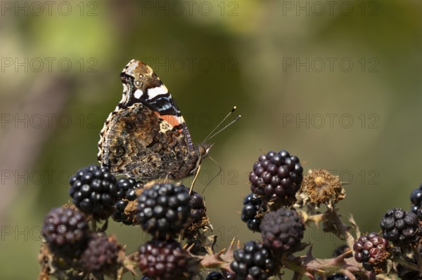 Red admiral butterfly (Vanessa atalanta) adult insect feeding on blackberries fruit in summer, England, United Kingdom