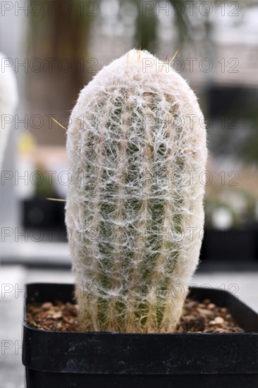 Short 'Espostao Ianata' cotton ball cactus houseplant with woolly coat in flower pot
