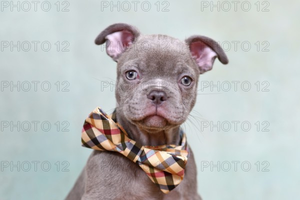 Portrait of healthy Chondrodysplasia free French Bulldog dog puppy with bow tie in front of studio background