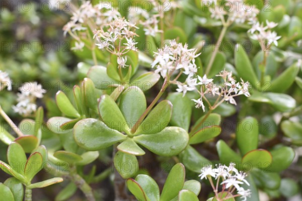 Close up of thick leaves of 'Crassula Ovata' Jade plant with white flowers