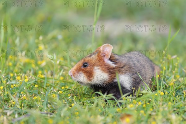 A European hamster (Cricetus cricetus) collects herbs, grass and daisies in a fresh green meadow