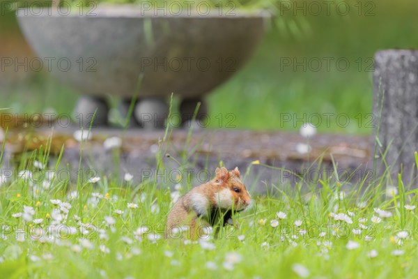 A European hamster (Cricetus cricetus) collects herbs, grass and daisies in a fresh green meadow. In the background you can see a grave