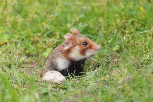 A European hamster (Cricetus cricetus) leaves his burrow