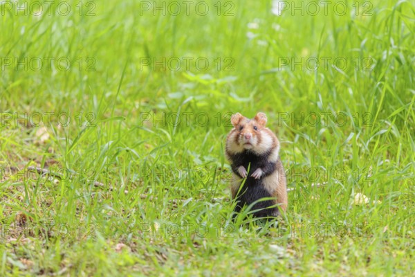 A European hamster (Cricetus cricetus) sits in a green meadow on a cloudy day
