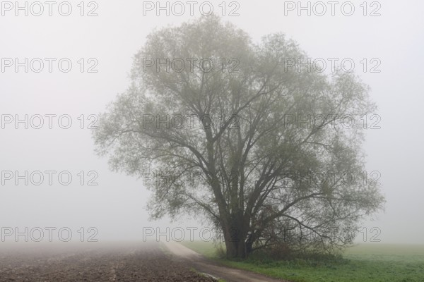 Foggy mood in November... old willow (Salix p.) in wet and cold autumn, field copse in hazy cloudy wet and cold November weather, typical November Meerbusch, North Rhine-Westphalia, Germany, Western Europe