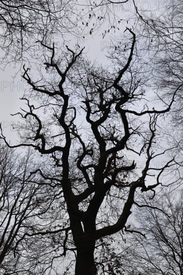 Silhouette of a tall English oak... Oak (Quercus robur), German oak, view into the crown of an old, corrupt tree in Hambach Forest, gloomy picture with graphic structures. Tree crown in Hambach Forest in winter. Old natural forest symbolising global warming. Large parts of Hambach Forest were cleared to make way for the expansion of the nearby open-cast lignite mine. It was occupied by environmental activists for years in the fight for the remaining forest