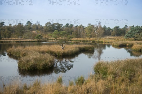 Bog lake in autumn... Teufelskuhle (high moor), idyllic moorland lake in the middle of a wide typical landscape in the Dutch National Park De Maasduinen, province of Limburg, protected habitat of many rare species and popular excursion destination, native nature, Limburg, Maasduinen, Netherlands, Western Europe