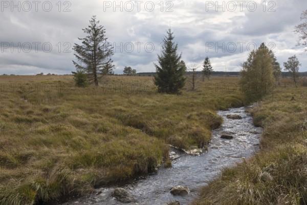 Moor waters... High Fens (Eifel, Hocheifel), the Hill, a small mountain stream runs through the wide high moor and gushes down into the valley, spectacular landscape worth seeing and nationally known nature reserve in the Eifel, High Fens, Belgium, Germany, Western Europe