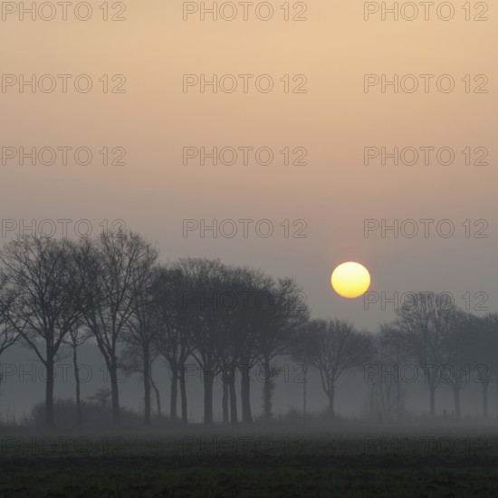 Morning atmosphere... Idyll on the Lower Rhine early in the morning, sunrise over an avenue of trees, sun displaces early fog, beginning of a beautiful day in early spring, local nature, Lower Rhine, Rhineland, North Rhine-Westphalia, Germany, Western Europe