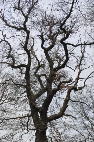 Old English oak... Oak (Quercus robur), German oak, view into the crown of an old, corrupt tree in Hambach Forest, gloomy picture with graphic structures. Crown of a very old oak tree in Hambach Forest in winter. An old natural forest that symbolises global warming. Large parts of Hambach Forest were cleared to make way for the expansion of the nearby open-cast lignite mine. It was occupied by environmental activists for years in the fight for the remaining forest