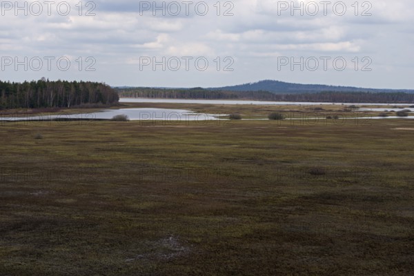 View over the fescue grasslands of Stora Gungflyet... Store Mosse (well-known national park in Sweden), vast raised bog, habitat for many rare species, efficient CO2 reservoir, native nature, Stora Gungflyet, Storre Mosse National Park, southern Sweden, Sweden, Scandinavia, northern Europe