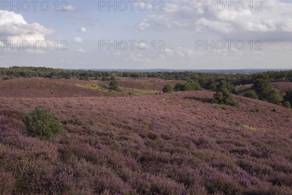 Distant view over blooming heath... Veluwe (Posbank), purple heathland stretching over rolling hills, heather blossom in the national park in the Netherlands, late summer, Posbank, Veluwe, Netherlands, Western Europe