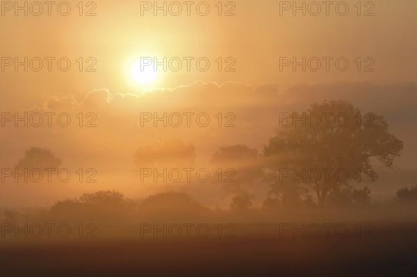Intensely bright sunrise over an open cultivated landscape dominated by wet meadows, fields, bushes and scattered trees, full of beauty and atmosphere, reward for early risers, local nature, Burgenland, Austria, Western Europe