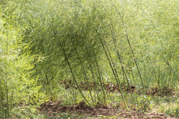 Common asparagus (Asparagus officinalis) in a field in the Heilbronn district in summer. Talheim, Baden-WÃ¼rttemberg, Germany
