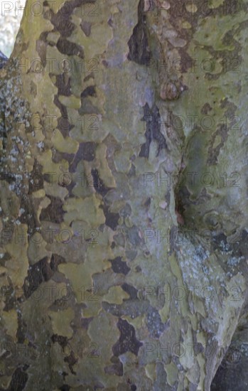 Persian ironwood (Parrotia persica), tree bark, district educational garden, Burgsteinfurt, MÃ¼nsterland, North Rhine-Westphalia, Germany