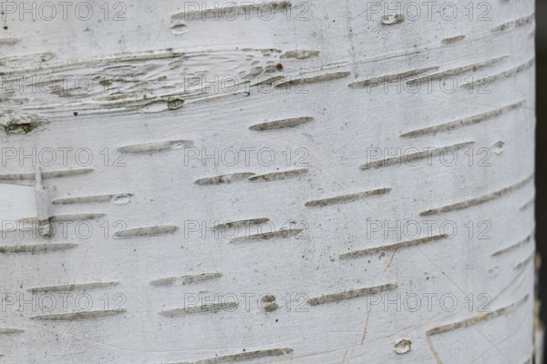 Trunk of a silver birch (Betula pendula), background, texture, MÃ¼nsterland, North Rhine-Westphalia, Germany