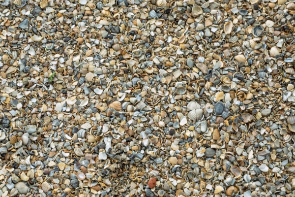 Shell gravel as paving, background, texture, Netherlands