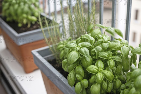 Fresh basil growing in pots on a sunny balcony. Urban gardening for homegrown herbs. Generative ai, AI generated