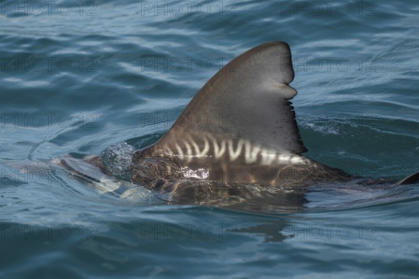 Close up of shark fin breaking ocean surface. Generative ai, AI generated