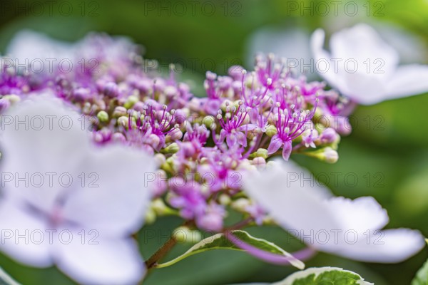 Purple and white hydrangea blossoms in detail, with blurred background, summery flair