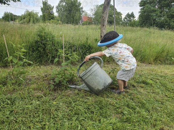 Little boy with coneflower, 2 years old, watering a plant with a large watering can, Mecklenburg-Western Pomerania, Germany