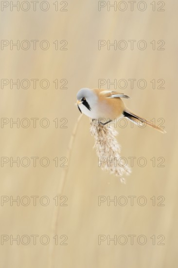 Bearded Tit (Panurus biarmicus) in spring, adult male in splendour dress, summer dress, sits on a single reed frond, in the reed grass, eats from the reed seeds, side view, very pretty, little known songbird, is bound to habitats in the reeds, wildlife, native nature, Federsee lake, Baden-WÃ¼rttemberg, Germany, Western Europe