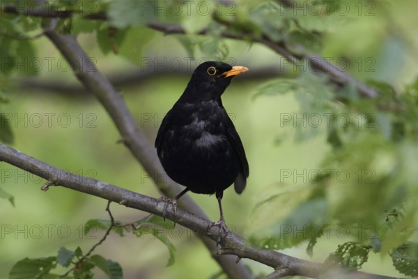 Blackbird (Turdus merula) sits in bushes, in a tree, green, natural background, typical environment, looks attentively, is alarmed, funny picture, wildlife, native nature, Meerbusch, Lower Rhine, Rhineland, Rhine district Neuss, North Rhine-Westphalia, Germany, Western Europe