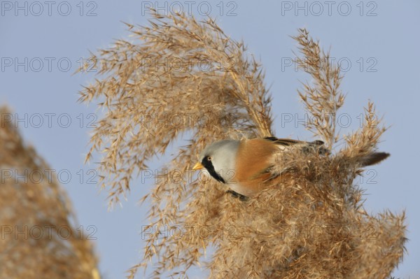 Male bearded tit, bearded tit cock in the reeds... Bearded Tit (Panurus biarmicus), adult male in splendid plumage, summer dress, sits in the tips of reed grass in the clearest weather, side view, well camouflaged despite striking plumage colouring, adapted to the environment, native but rare bird species in Germany, typical reed inhabitant, wildlife, native nature, Federsee lake, Baden-WÃ¼rttemberg, Germany, Western Europe