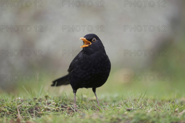 Beautiful song... Blackbird (Turdus merula) in spring, blackbird cock sitting on the ground, male singing at the top of his voice, well-known, almost everywhere common black songbird with orange beak, native nature, Meerbusch, Lower Rhine, Rhineland, Rhine district Neuss, North Rhine-Westphalia, Germany, Western Europe