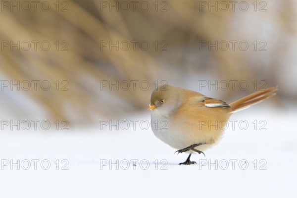 Stroller... Bearded Tit (Panurus biarmicus) in winter, puffed up adult female walks on the ground in the snow, side view, rare native songbird, lifestyle is bound to reed beds, changes diet, digestion, eats insects in summer, seeds from reeds in winter, funny cute picture, wildlife, native nature, Federsee lake, Baden-WÃ¼rttemberg, Germany, Western Europe