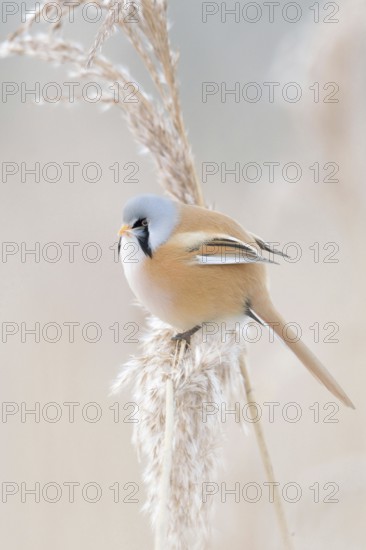 Pastel colours... Bearded Tit (Panurus biarmicus), adult male in splendid dress, summer dress, bearded tit cock in the reeds sits in the tips of reed grass, eats from the seeds in the reeds, side view, beautiful soft light, delicate pastel colours, native but rare bird species in Germany, endangered due to habitat loss, typical reed inhabitant, wildlife, native nature, Federsee lake, Baden-WÃ¼rttemberg, Germany, Western Europe