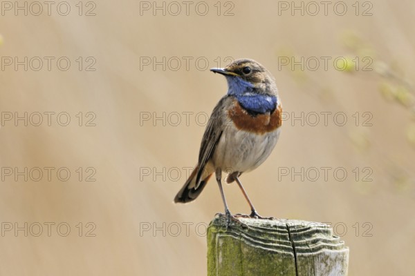 On observation p (f) osten... Bluethroat (Luscinia svecica) high up on a fence post, looking around, well-known because conspicuous native songbird, native nature, North Rhine-Westphalia, Germany, Western Europe