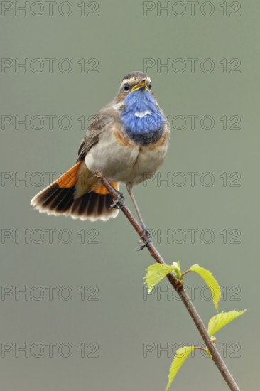 Peak striker... Bluethroat (Luscinia svecica) sings its song on the top of a freshly sprouted birch tree, native songbird, migratory bird with a bright blue throat, native nature, North Rhine-Westphalia, Germany, Western Europe