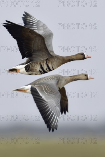Travelling together... White-fronted geese (Anser albifrons), adult birds, two adult wild geese in flight over meadows and fields on the Lower Rhine, perhaps a pair, couple, interesting opposing wing posture, flying in flapping flight, native nature, Lower Rhine, Rhineland, North Rhine-Westphalia, Germany, Western Europe